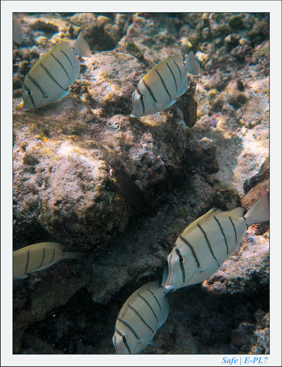 2019 - 07 - Snorkeling maldives - 17